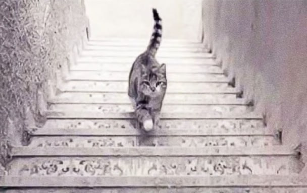 Тест❗️ Кіт прямує вгору, чи йде вниз? Відповідь покаже, яка ви людина!