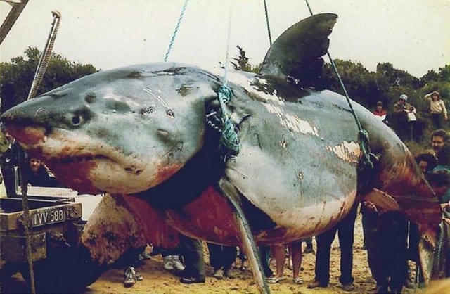 18 марта 1996 года на побережье Тихого океана была выловлена одна из крупнейших акул, но не это удивило местных жителей... В 